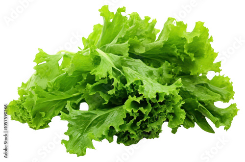 PNG Freshness green oak lettuce leaves vegetable plant food.