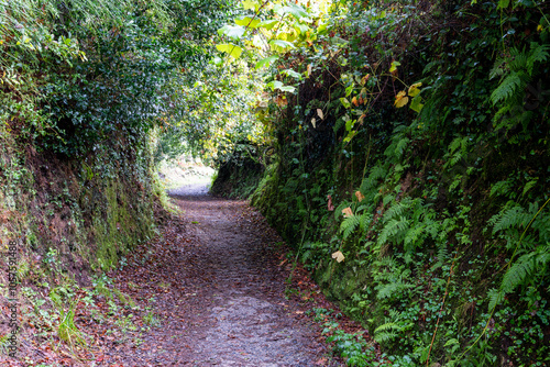 path in the forest on the camino compostelle muxia photo