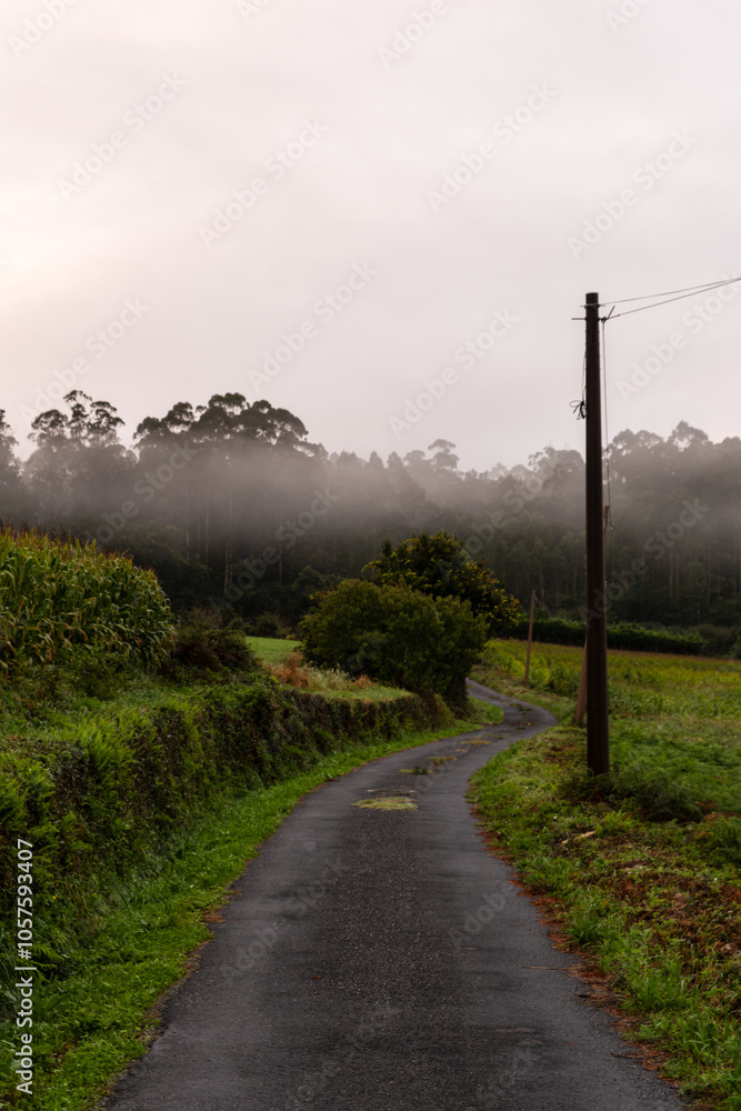 road in the fog