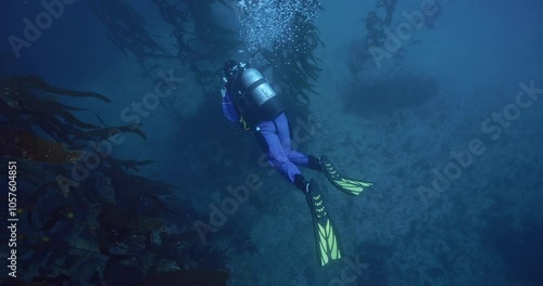 Scuba diver swimming mid water kelp forest. photo