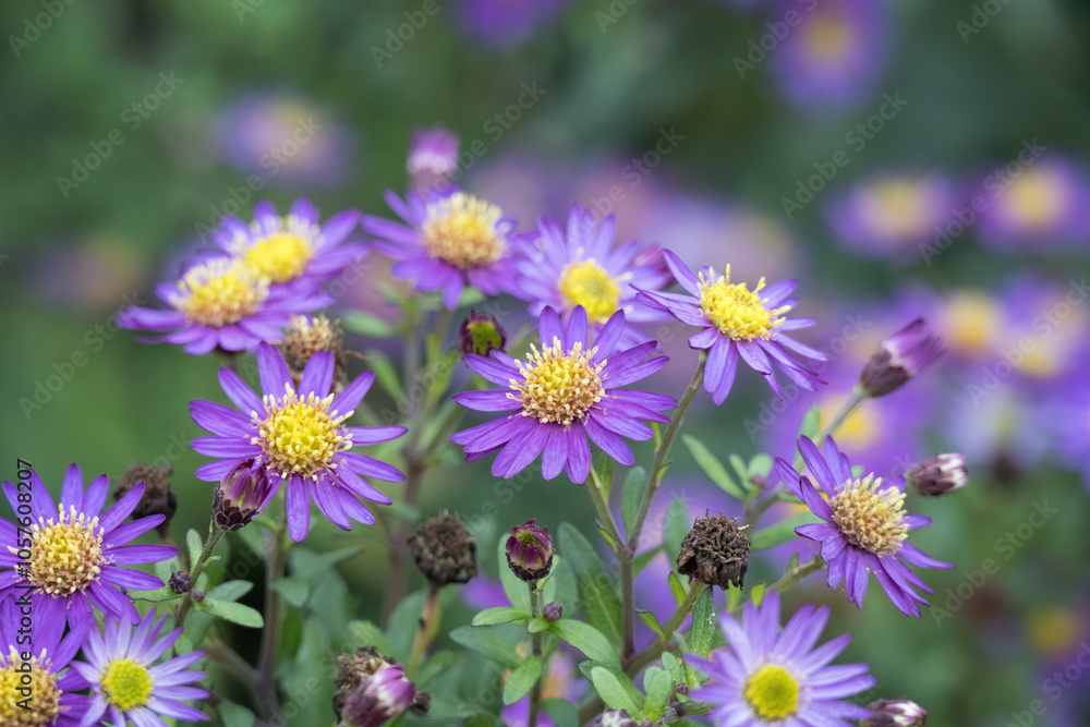 Aster ageratoides Aster ageratoides