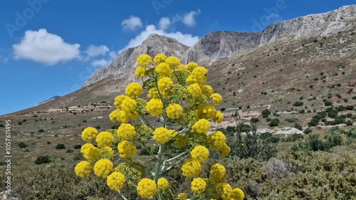 mountains in  Peloponnese and beautiful plant Ferula communis Giant fennel in  wind photo