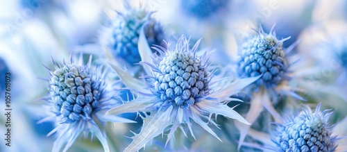 Sea Holly Eryngium Flowers photo