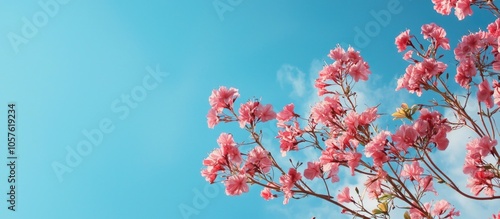 Handroanthus Chrysanthus With Beautiful Blue Sky