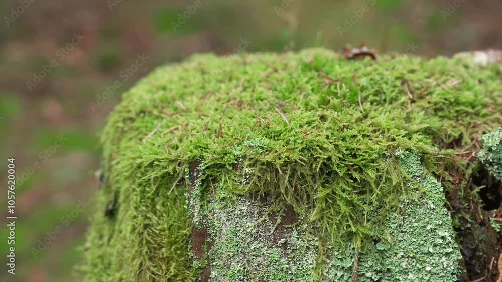 Forest in autumn with moss, Bavaria, Germany Forest in autumn with moss, Bavaria, Germany