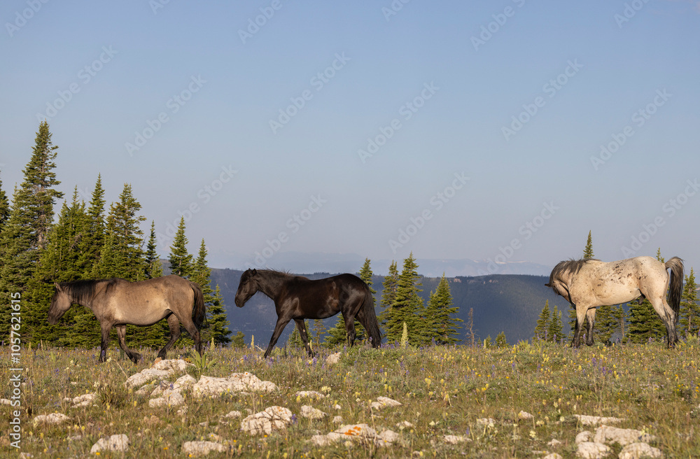 Wild Horses in Summer in the Pryor Mountains Montana Wild Horses in Summer in the Pryor Mountains Montana