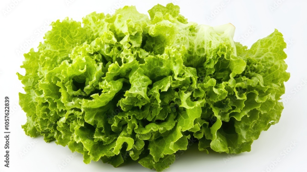 Fresh Green Iceberg Lettuce Against a White Background Fresh Green Iceberg Lettuce Against a White Background