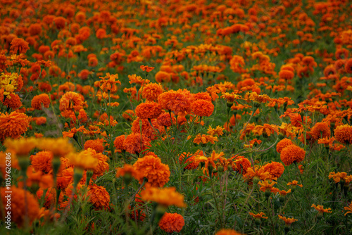 Mexican marigold cempasuchil flowers field  photo