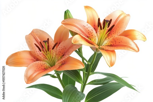Beautiful orange lilies blooming in a garden with lush green leaves during sp...