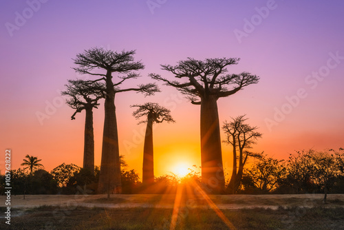 A breathtaking sunset illuminates the baobab trees. The towering trees stand silhouetted against the golden sky. Tourists and locals gather to admire the breathtaking scene. Morondava, Madagascar. photo