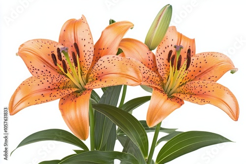 Beautiful orange lilies blooming in a garden with lush green leaves during sp...