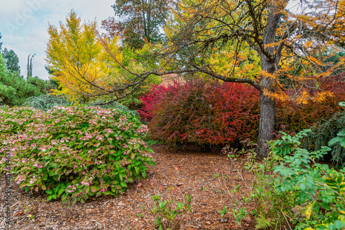 Kubtoa Autumn Variety 7 photo