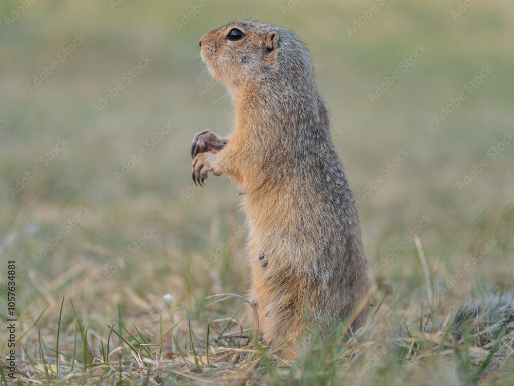 Fototapeta premium A prairie dog standing on its hind legs in a grassy field during sunset