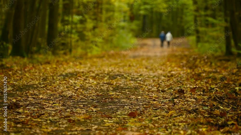 Couple walking in autumn forest. Path in park. Autumn background. Couple walking in autumn forest. Path in park. Autumn background.