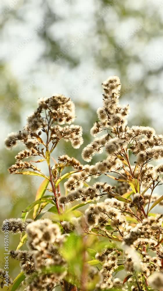 Dry plants sway in the wind. Goldenrod. Autumn landscape. Dry plants sway in the wind. Goldenrod. Autumn landscape.