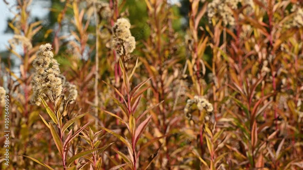 Dry plants sway in the wind. Goldenrod. Autumn landscape. Dry plants sway in the wind. Goldenrod. Autumn landscape.
