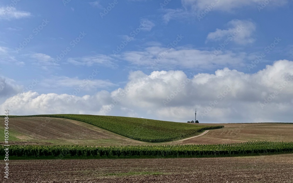 Fototapeta premium field and blue sky