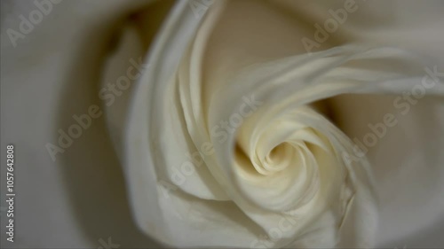 Close up of a white rose