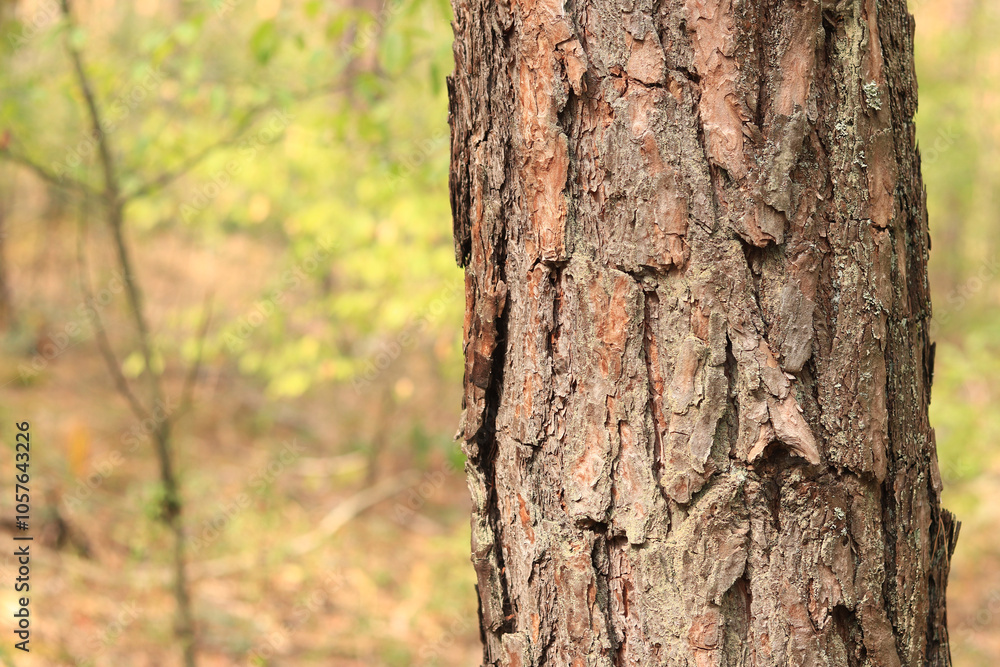 Pine tree, bark close-up. Close-up of pine bark in the forest for a natural background. Nature. Details. Focus on pine tree trunk with blurred background Pine tree, bark close-up. Close-up of pine bark in the forest for a natural background. Nature. Details. Focus on pine tree trunk with blurred background