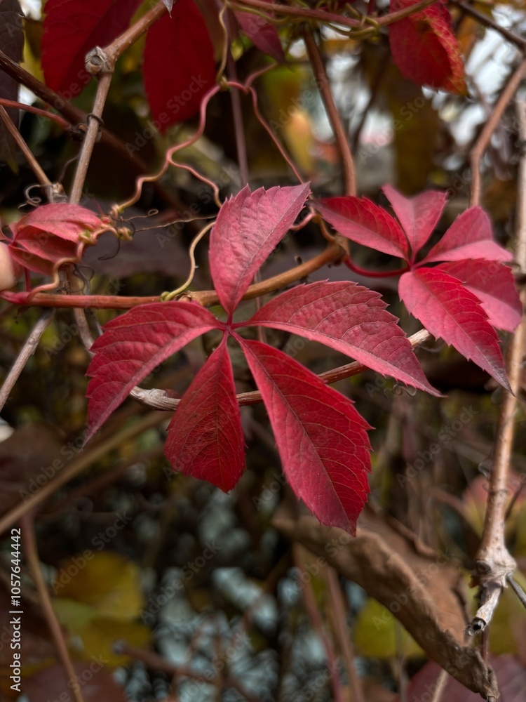 red maple leaves red maple leaves