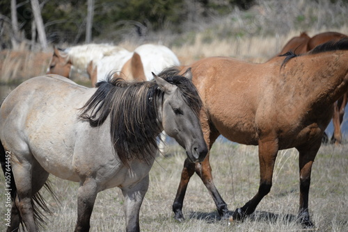 horses in the field