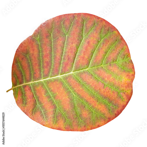 Colorful american smoketree leaf, cotinus obovatus, isolated image on transparent background photo