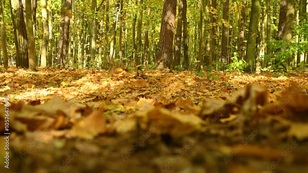 Fallen maple leaves on the ground. Leaves are falling. Autumn landscape. Nature background. Fallen maple leaves on the ground. Leaves are falling. Autumn landscape. Nature background.