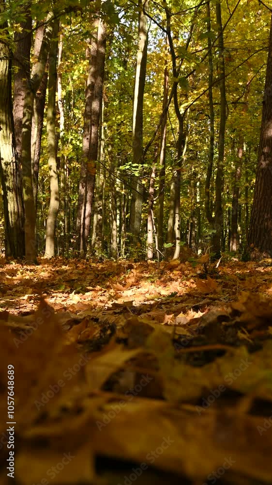 Fallen maple leaves on the ground. Leaves are falling. Autumn landscape. Nature background. Fallen maple leaves on the ground. Leaves are falling. Autumn landscape. Nature background.