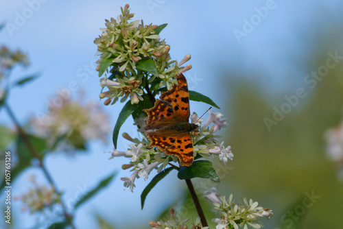 Comma butterfly (Polygonia c-album) sitting on a white flower in Zurich, Switzerland photo