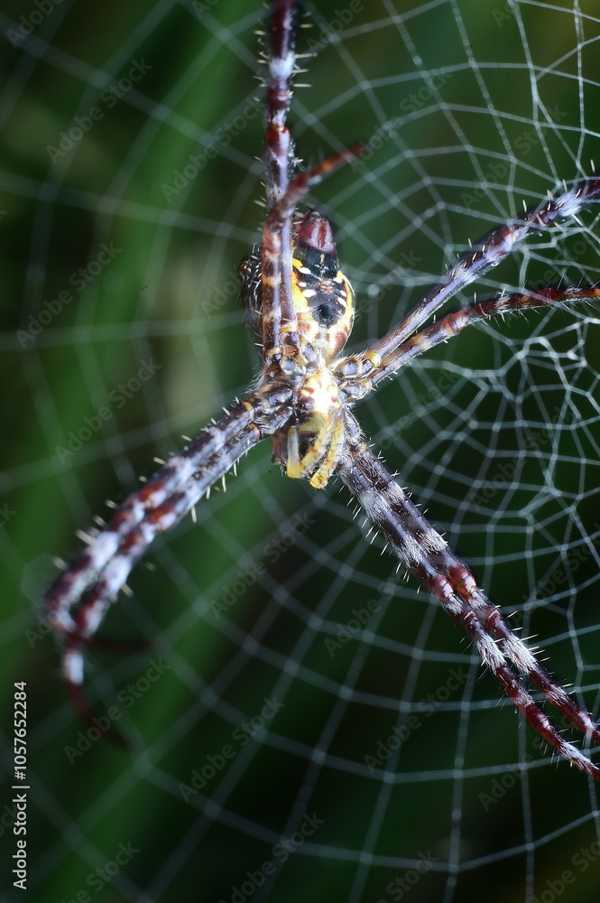 Close-Up of Spider Sitting on a Intricate Web