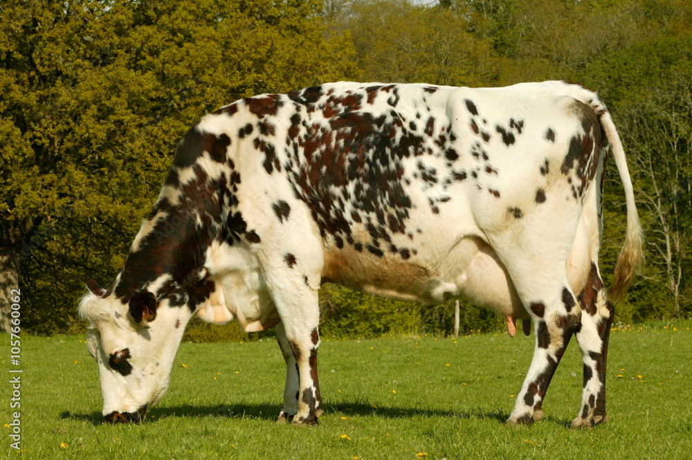Vache normande (Orne) Vache normande (Orne)