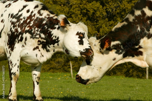 Vache normande (Orne)