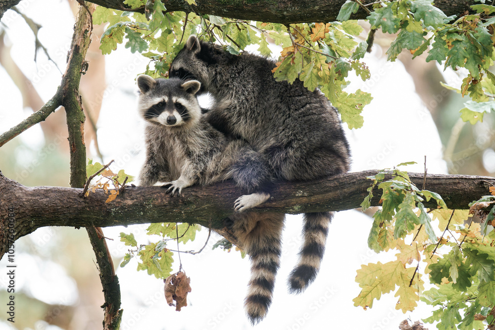 Fototapeta premium Two raccoons playing together on a tree