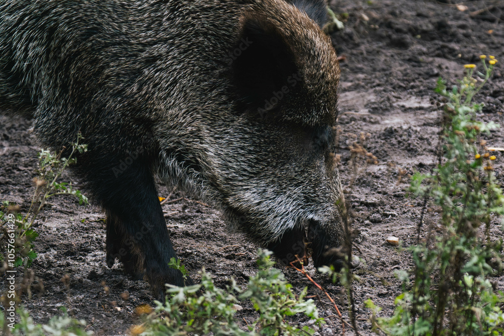 Wild boar (Sus scrofa) digging in the dirt for food Wild boar (Sus scrofa) digging in the dirt for food