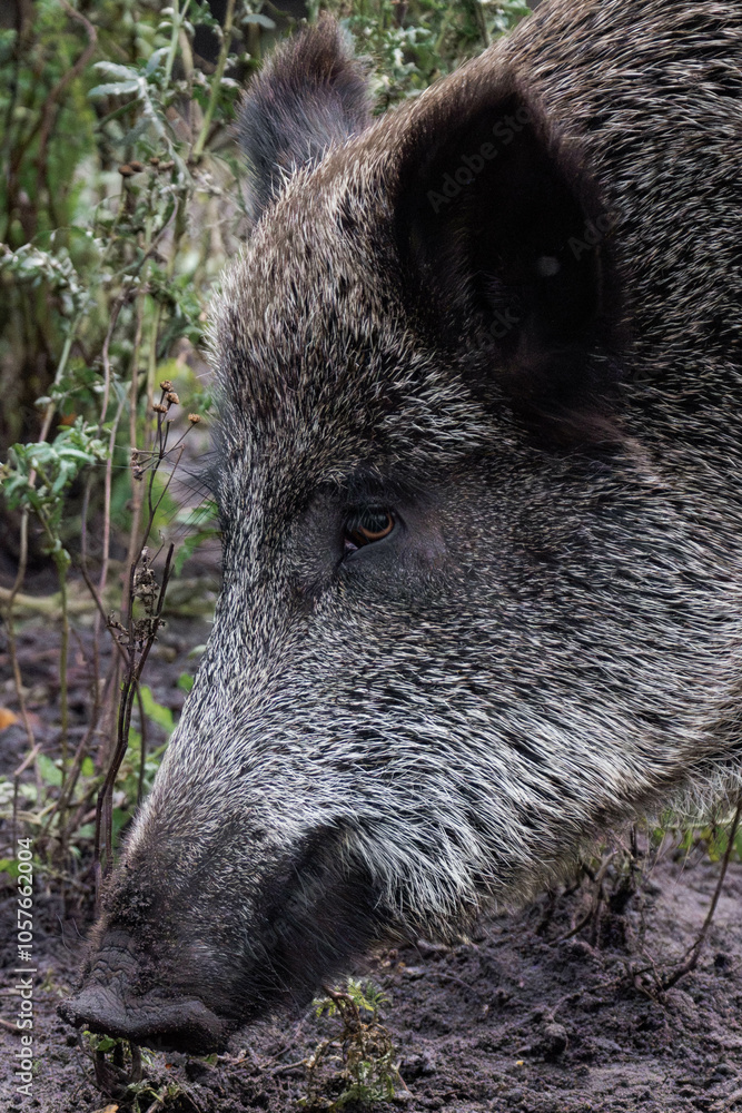 Wild boar (Sus scrofa) digging in the dirt for food Wild boar (Sus scrofa) digging in the dirt for food