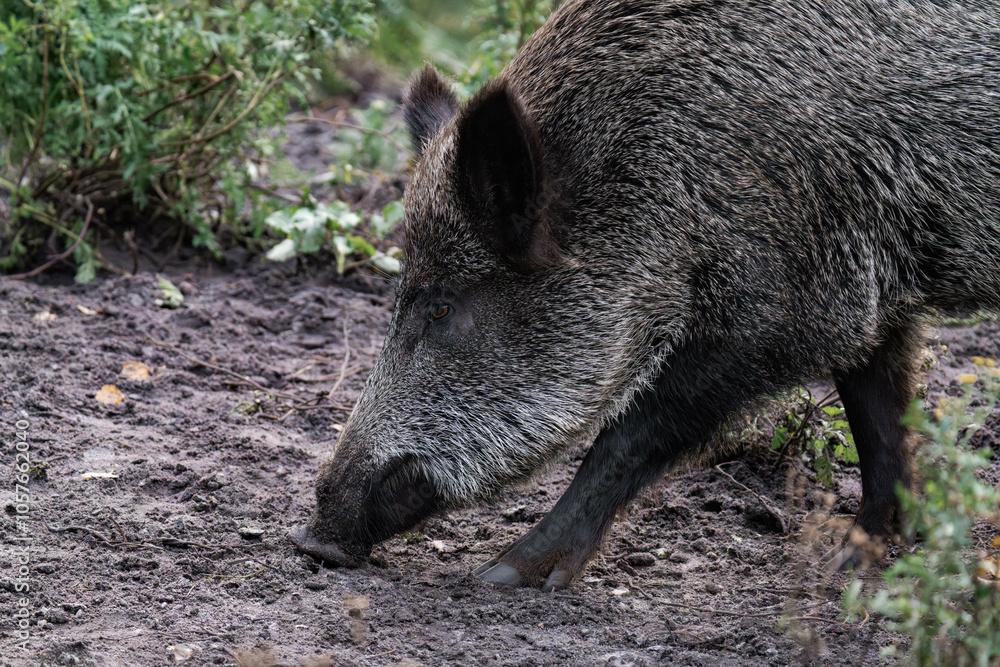 Wild boar (Sus scrofa) digging in the dirt for food Wild boar (Sus scrofa) digging in the dirt for food