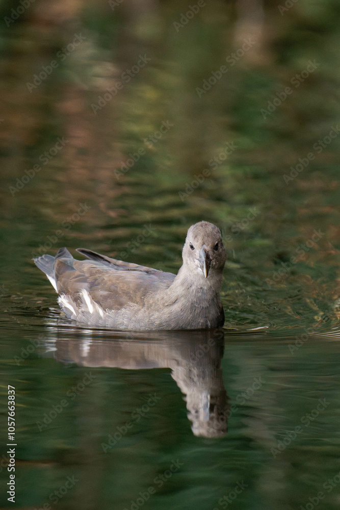 Fototapeta premium Young common moorhen (Gallinula chloropus) swimming on a lake.