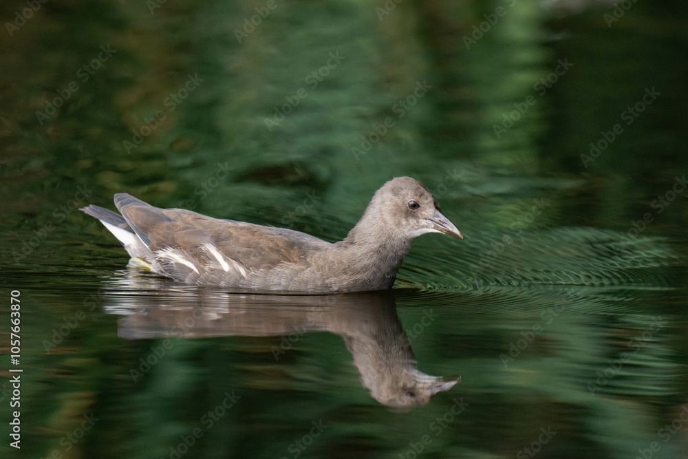 Young common moorhen (Gallinula chloropus) swimming on a lake. Young common moorhen (Gallinula chloropus) swimming on a lake.