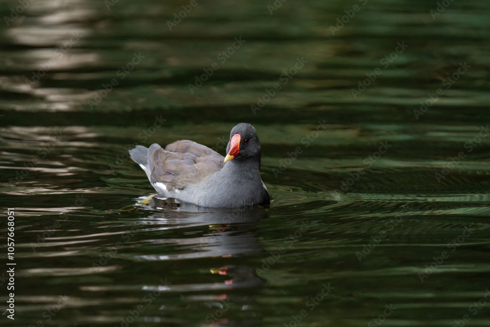 Common moorhen (Gallinula chloropus) swimming on a lake Common moorhen (Gallinula chloropus) swimming on a lake