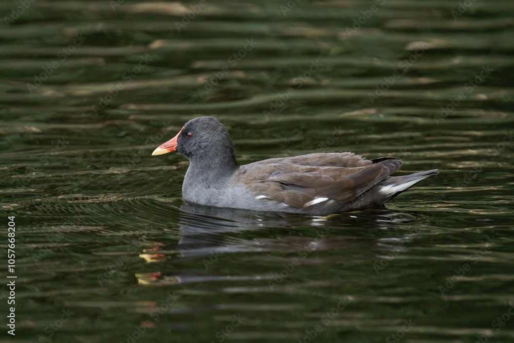 Common moorhen (Gallinula chloropus) swimming on a lake Common moorhen (Gallinula chloropus) swimming on a lake