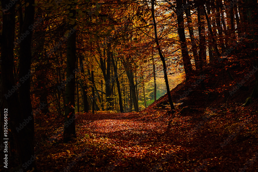 Fototapeta premium Golden hour in a beautiful colorful autumn forest