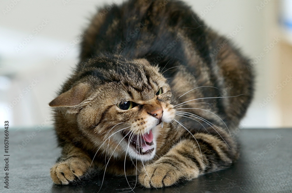 Chat de gouttière chez le véetrinaire Chat de gouttière chez le véetrinaire