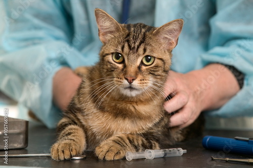 Tableau sur toile Chat de gouttière chez le véetrinaire