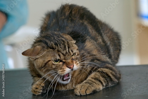 Foto Chat de gouttière chez le véetrinaire