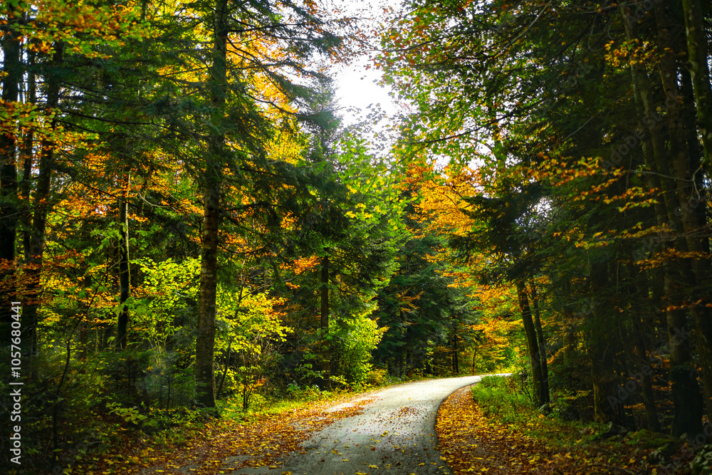 Fototapeta premium Empty asphalt road covered dry leaves in woods in fall season. Outdoors walking, trip
