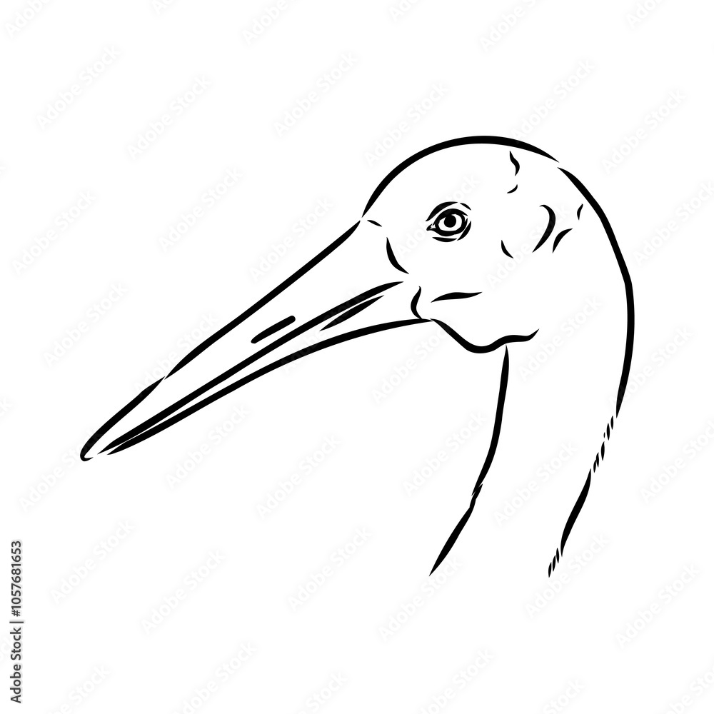 Fototapeta premium Hand drawn Brolga, Australian crane illustration