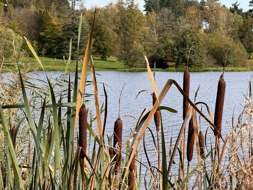 reeds in the lake