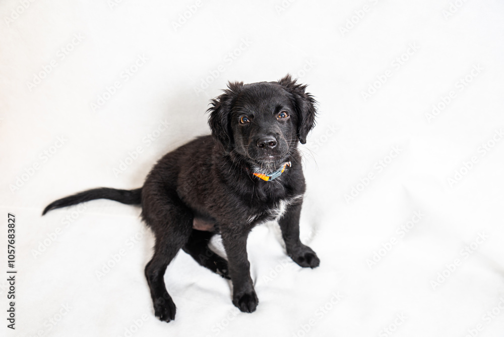 Black breed mixed four months old puppy with curious face on white background Black breed mixed four months old puppy with curious face on white background