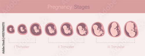 Embryo in womb, set of icons. Fetal development and growth during pregnancy. Monthly stage, medical infographic. Baby awaiting. Three trimesters. Horizontal banner.