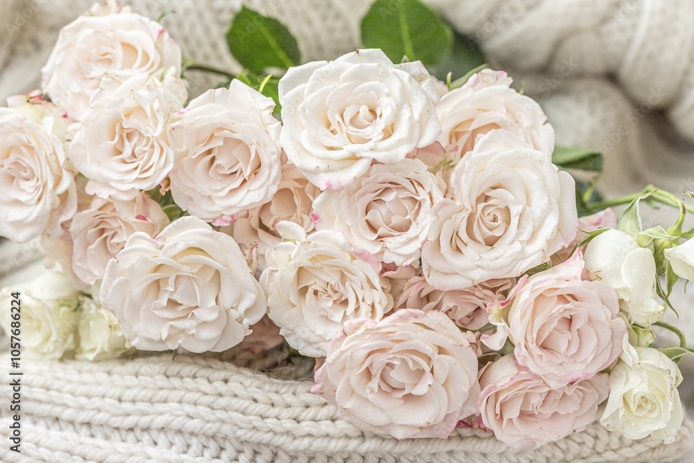 Obraz premium A bouquet of pale pink roses in full bloom on a white knitted blanket. Soft and fuzzy texture, creating a sense of peace and tranquility. Romance, Cozy, Comfy, love concept